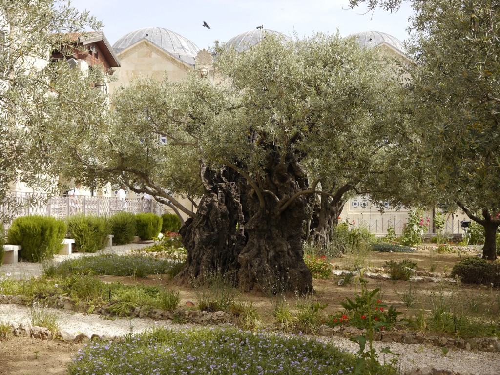 olive tree